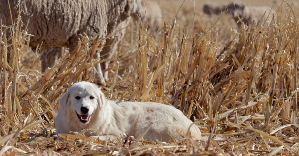 Great Pyrenees Grooming Guide