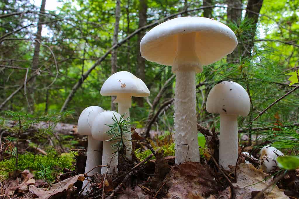 6 Types of Gilled Mushrooms