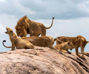 These Lions Launch a Coordinated Attack Against a Zebra