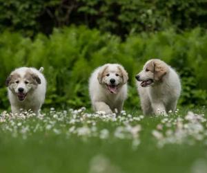 Great Pyrenees Grooming Guide