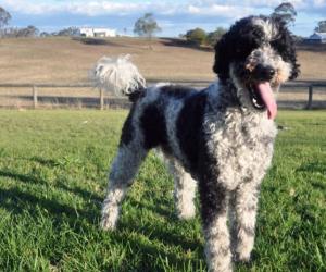 Schnoodle Prices in 2024: Purchase Cost, Vet Bills, and More!