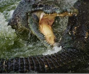 Mayhem Breaks Out At the River When Crocodiles Attack Wildebeest