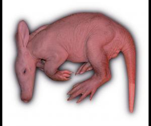 Baby Aardvark: 10 Pictures and 6 Amazing Facts