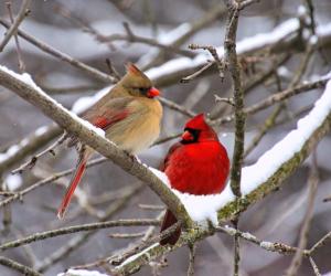 What Do Cardinals Eat In The Winter? 5 Common Foods