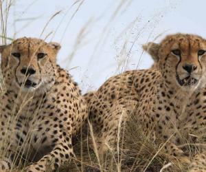 Don't Miss The Moment When Cheetahs Gang Up and Jump On Top of a Safari Jeep