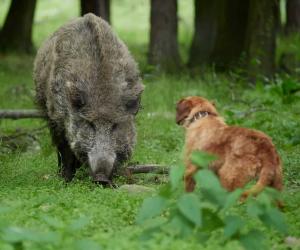 That Moment a Wild Boar Attacks a Man... And a Heroic Dog Saves Him