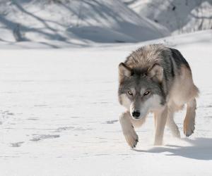 Gorilla vs Wolf: Who Would Win in a Fight?