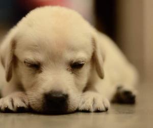 Labrador Retriever Puppies: Pictures, Adoption Tips, and More!