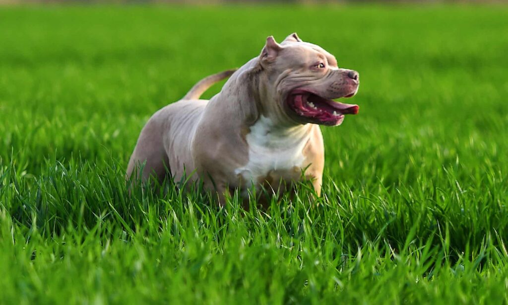 The 20 Best Toys for Your Pitbull