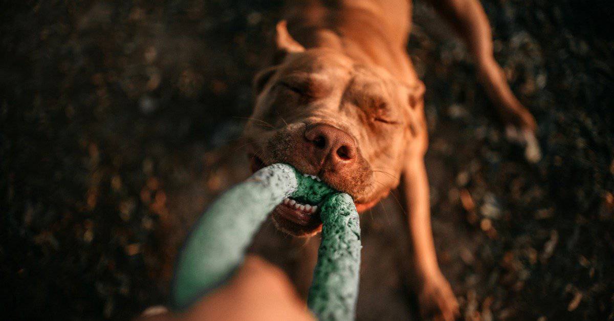 The 20 Best Toys for Your Pitbull