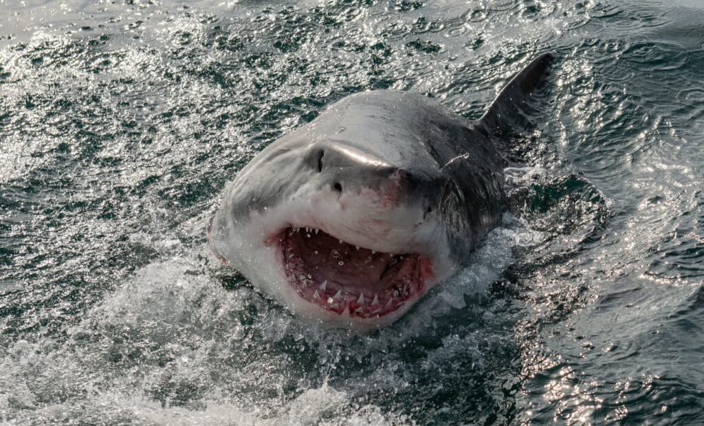 The Biggest Great White Ever Spotted Off Georgia's Coastline