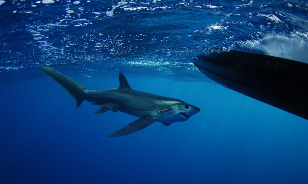 5 Ways Sharks Communicate and What Each Means