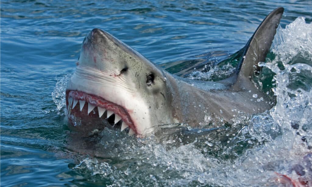 5 Ways Sharks Communicate and What Each Means