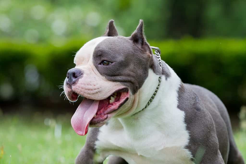 The 20 Best Toys for Your Pitbull