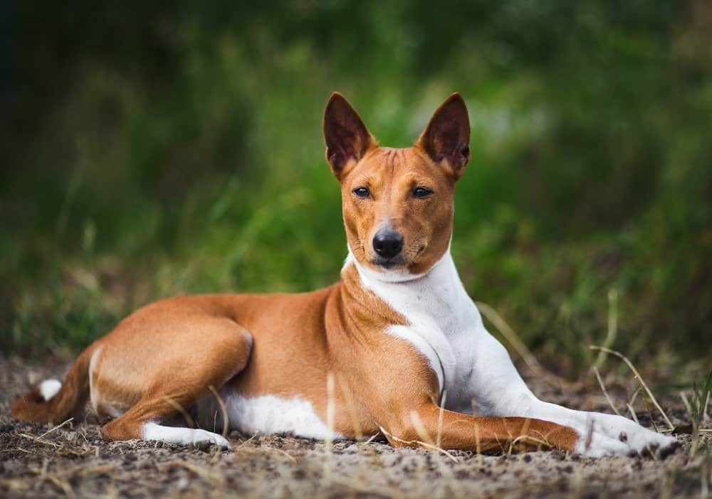 Male vs Female Basenji: 6 Key Differences