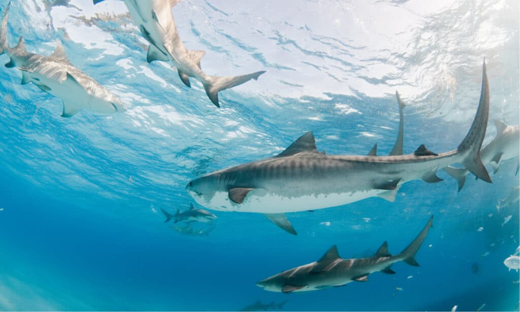 5 Ways Sharks Communicate and What Each Means