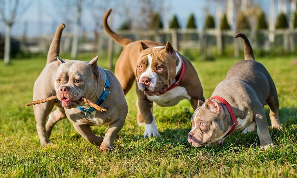 The 20 Best Toys for Your Pitbull