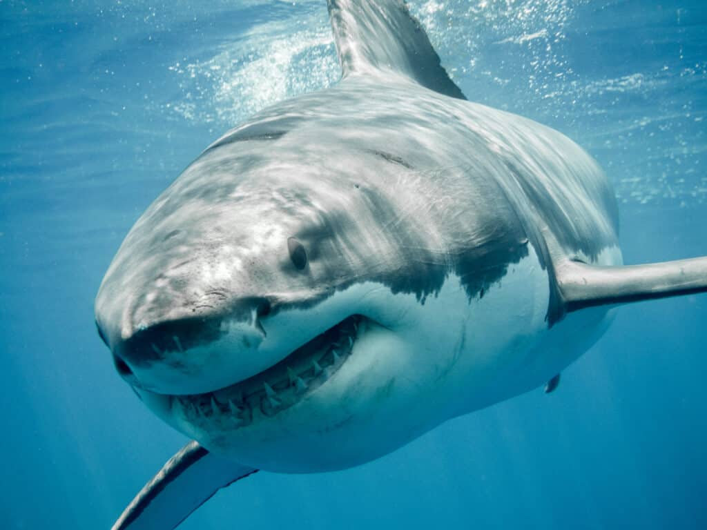 The Biggest Great White Ever Spotted Off Georgia's Coastline