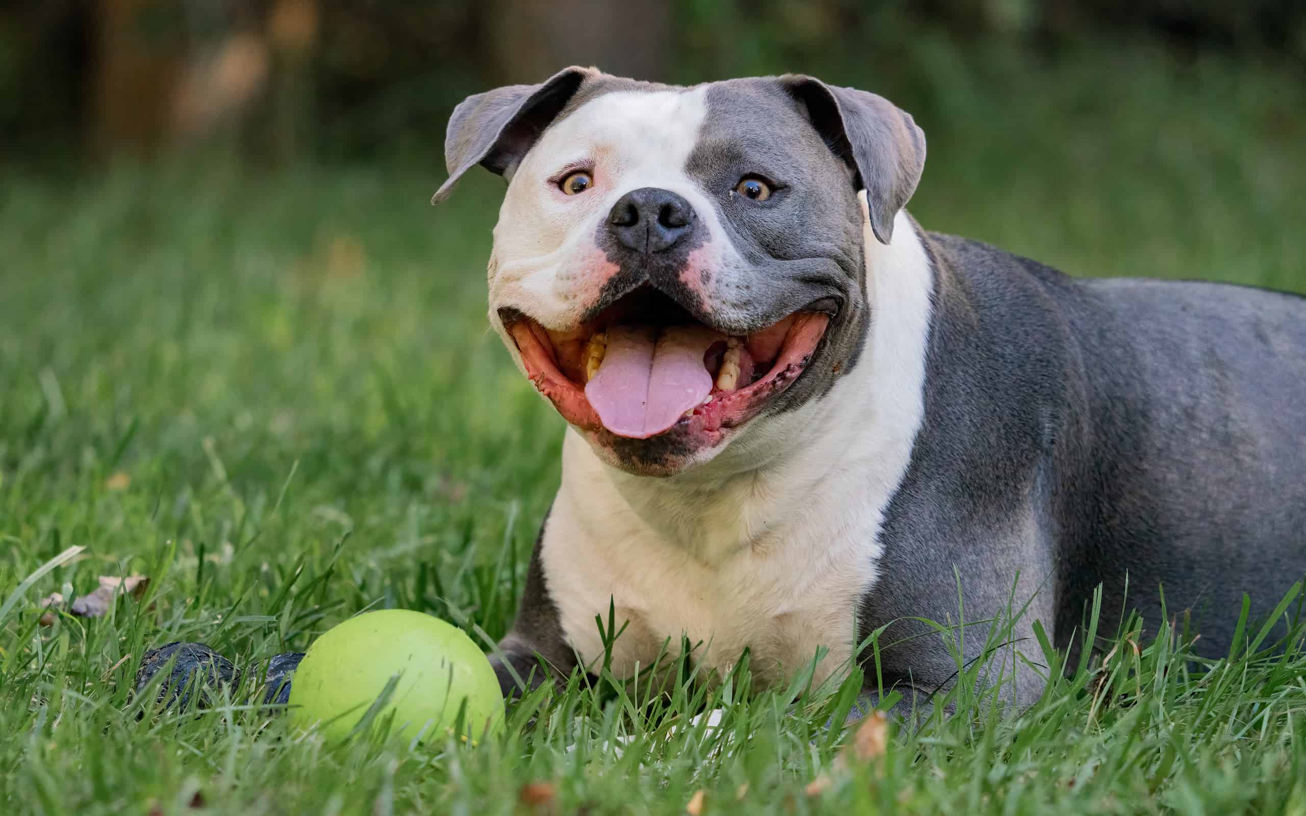 The 20 Best Toys for Your Pitbull