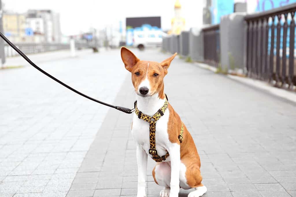 Male vs Female Basenji: 6 Key Differences