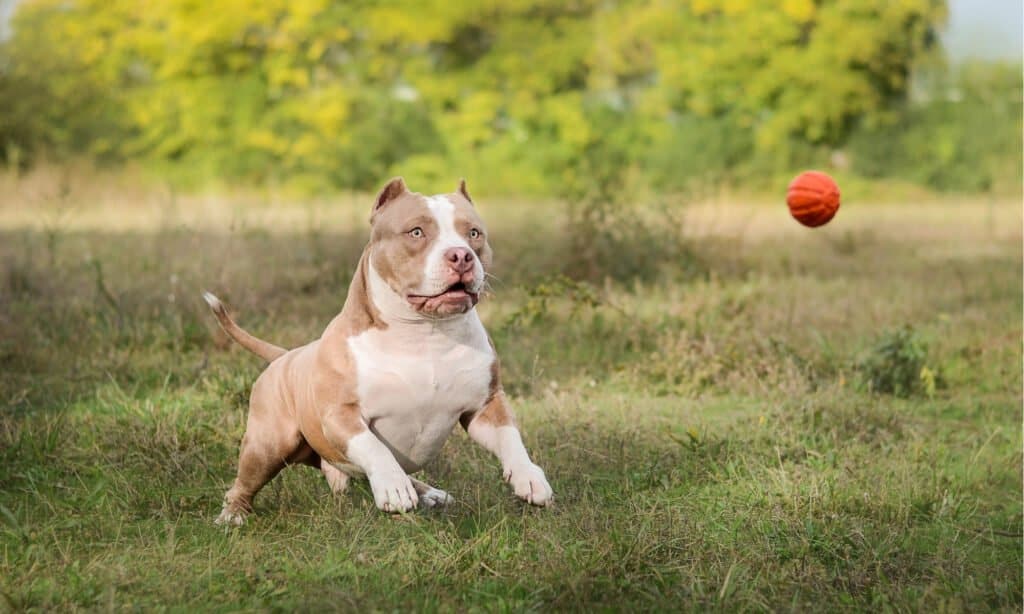 The 20 Best Toys for Your Pitbull