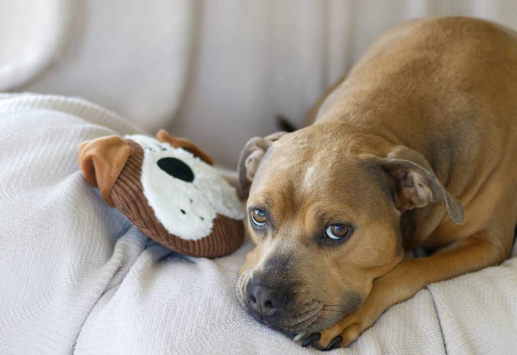 The 20 Best Toys for Your Pitbull