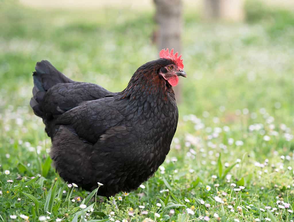 Marans Chicken Prices in 2024: Purchase Cost, Supplies, Food, and More!