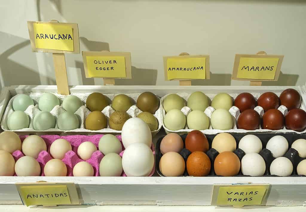 Marans Chicken Prices in 2024: Purchase Cost, Supplies, Food, and More!