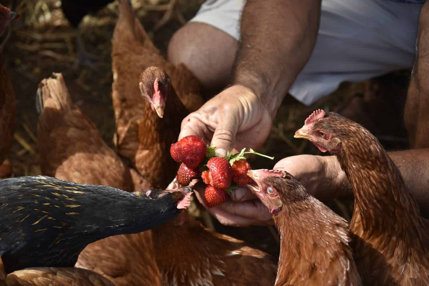 Can Chickens Eat Strawberries?