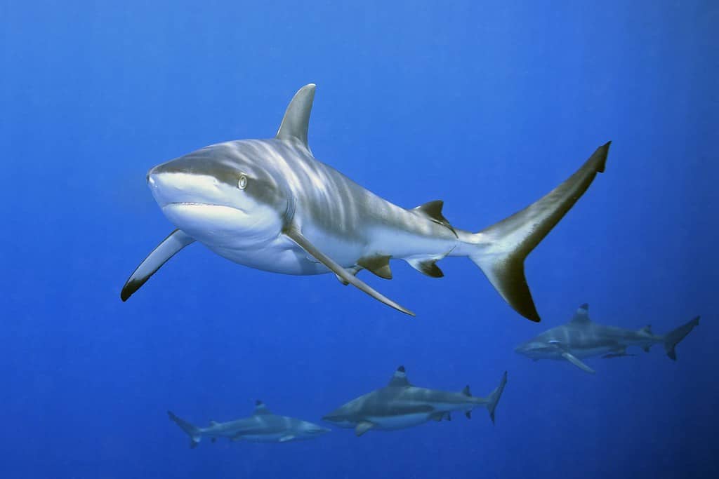 5 Ways Sharks Communicate and What Each Means