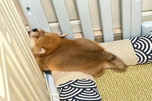 【Avatar】A little dog avatar