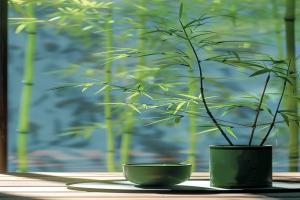 [Wallpaper] Bamboo charm green eye-friendly wallpaper