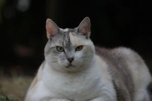 老外说“You're a fat cat”是什么意思?你是只肥猫?错得离谱!