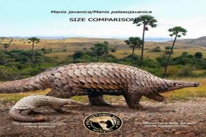 Do you imagine the amazing changes from the comparison of the body shapes between 25 kinds of extinct animals and their modern relatives?