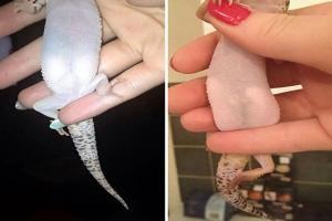What do small animals look like when they are pregnant? They look very round and super cute