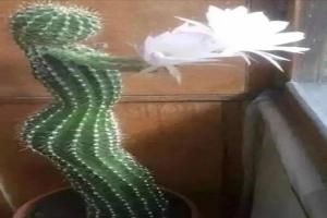 26種竒形恠異的植物，壱個比壱個「妖艷」